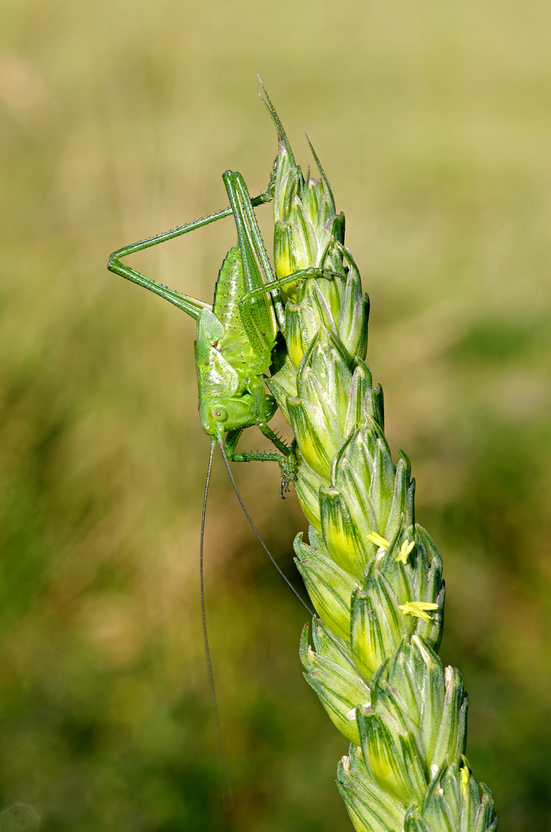 Una timida cavalletta