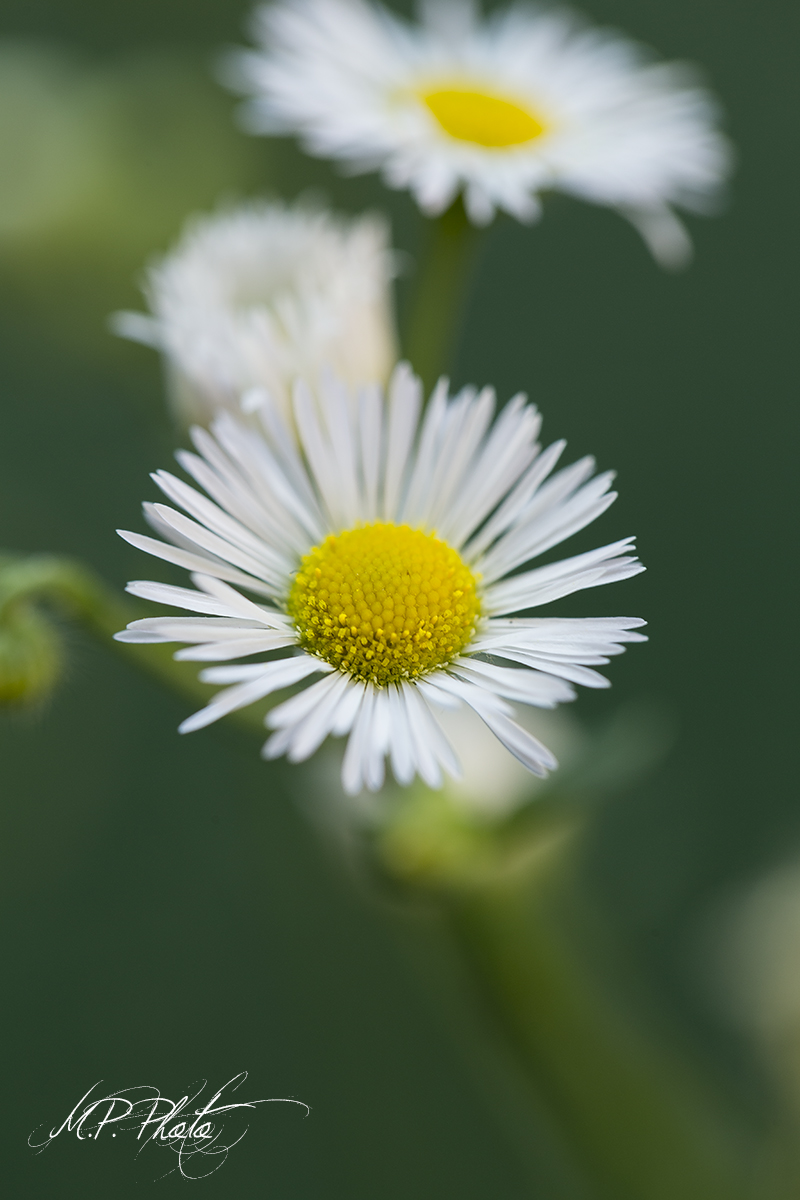 Daisy does not love you I love you