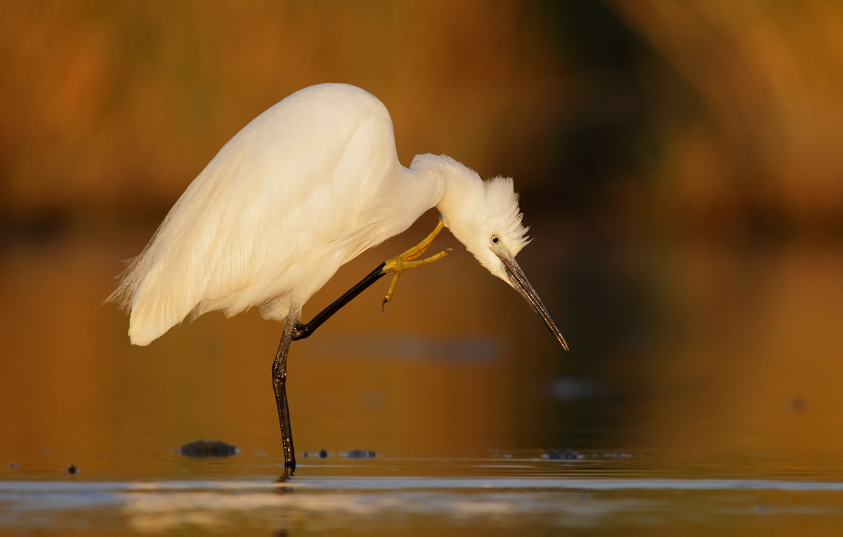 egret