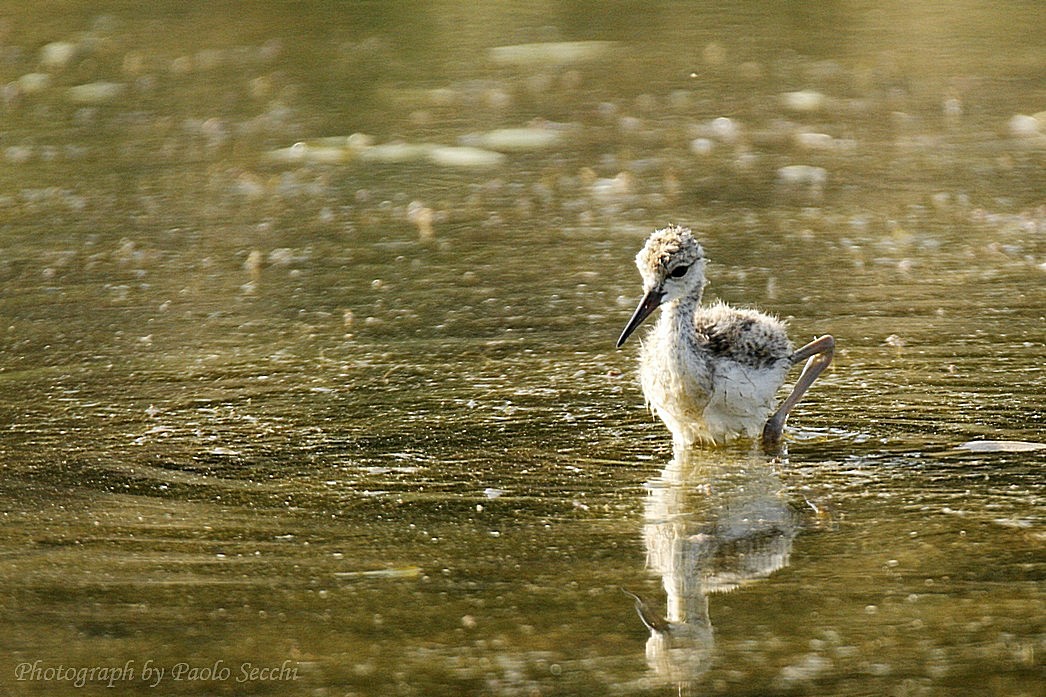The first Stalked knight