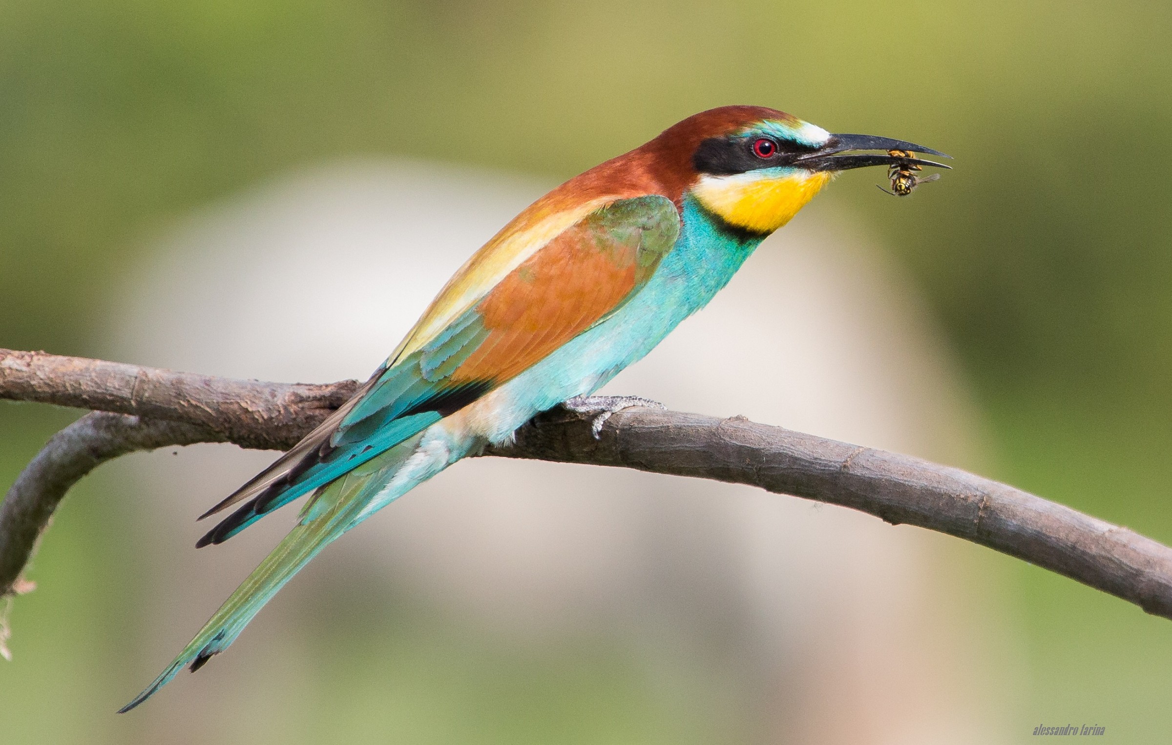 Bee-Eater