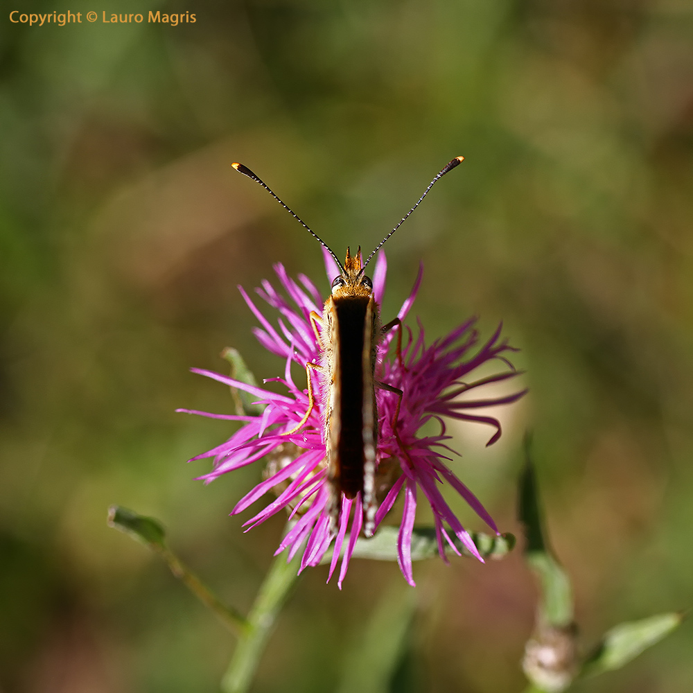 Se metti un gettone, io volo
