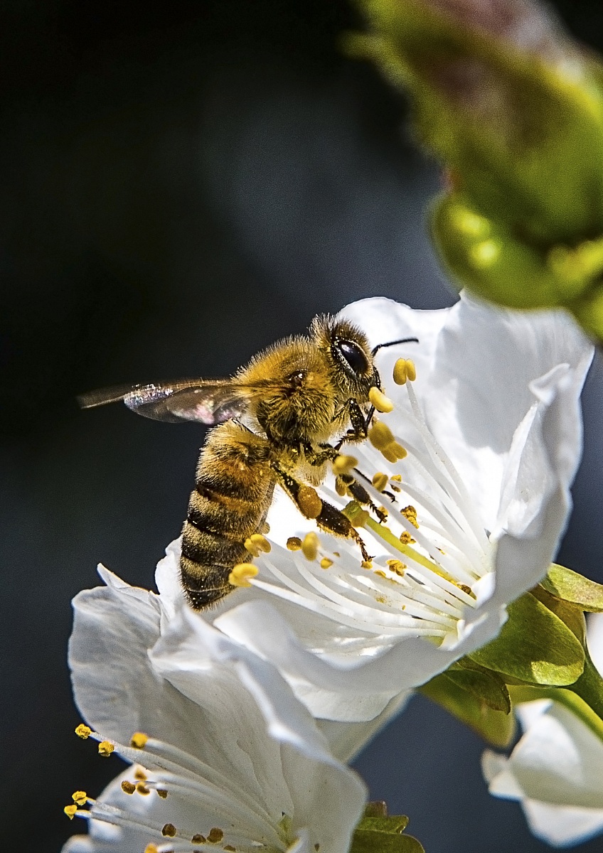 Bee on a cherry blossom