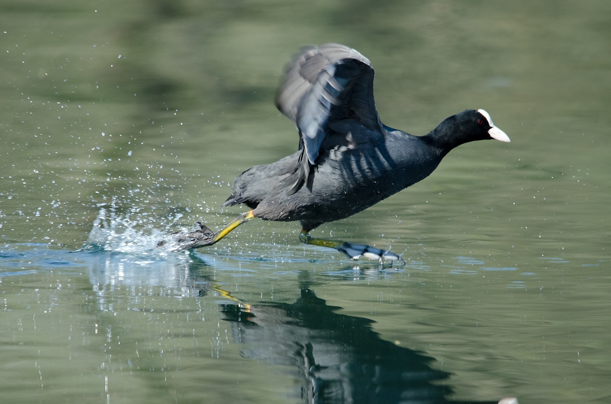 camminando sull'acqua