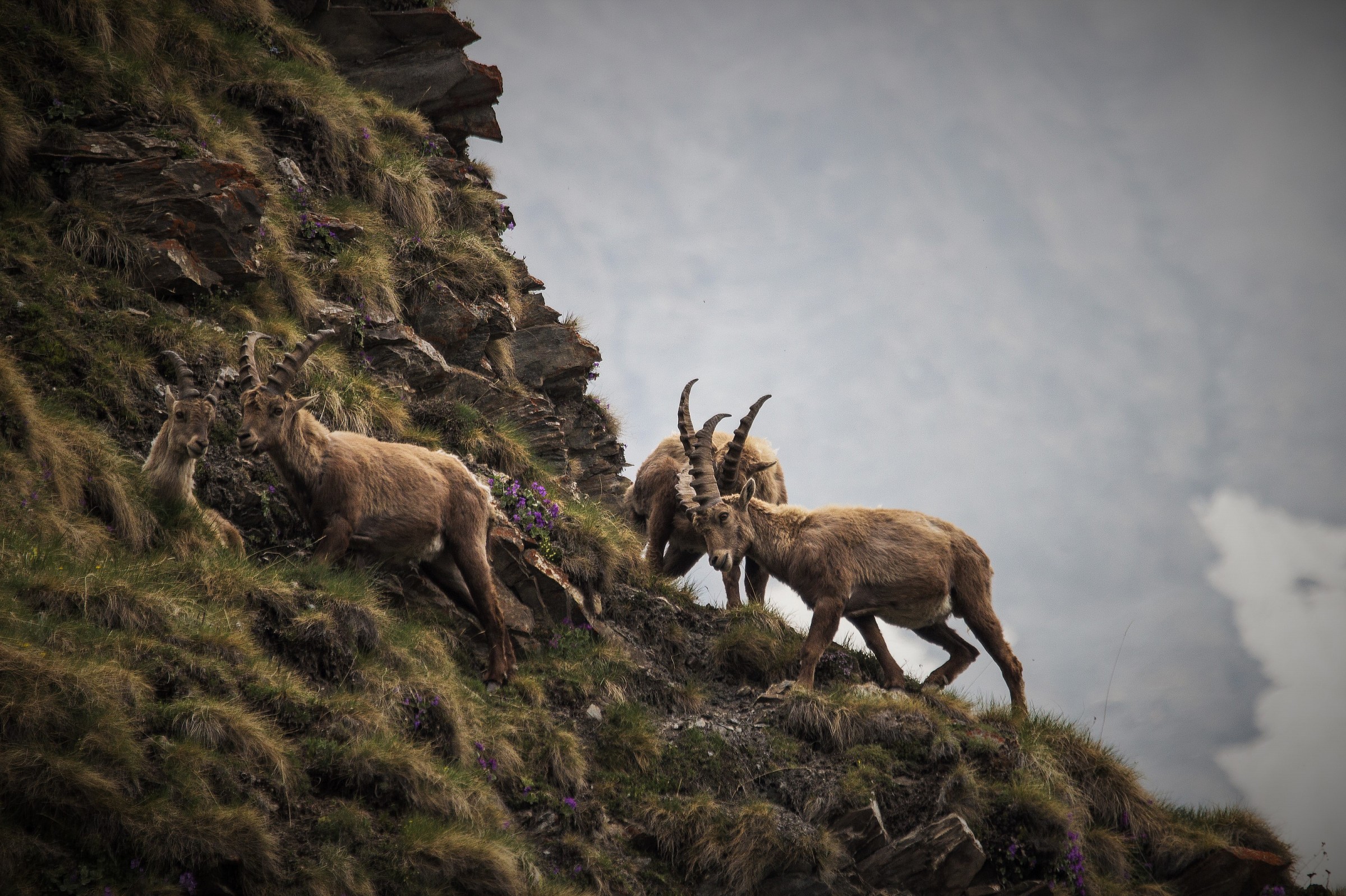Young mountain goats in the valley of Rui