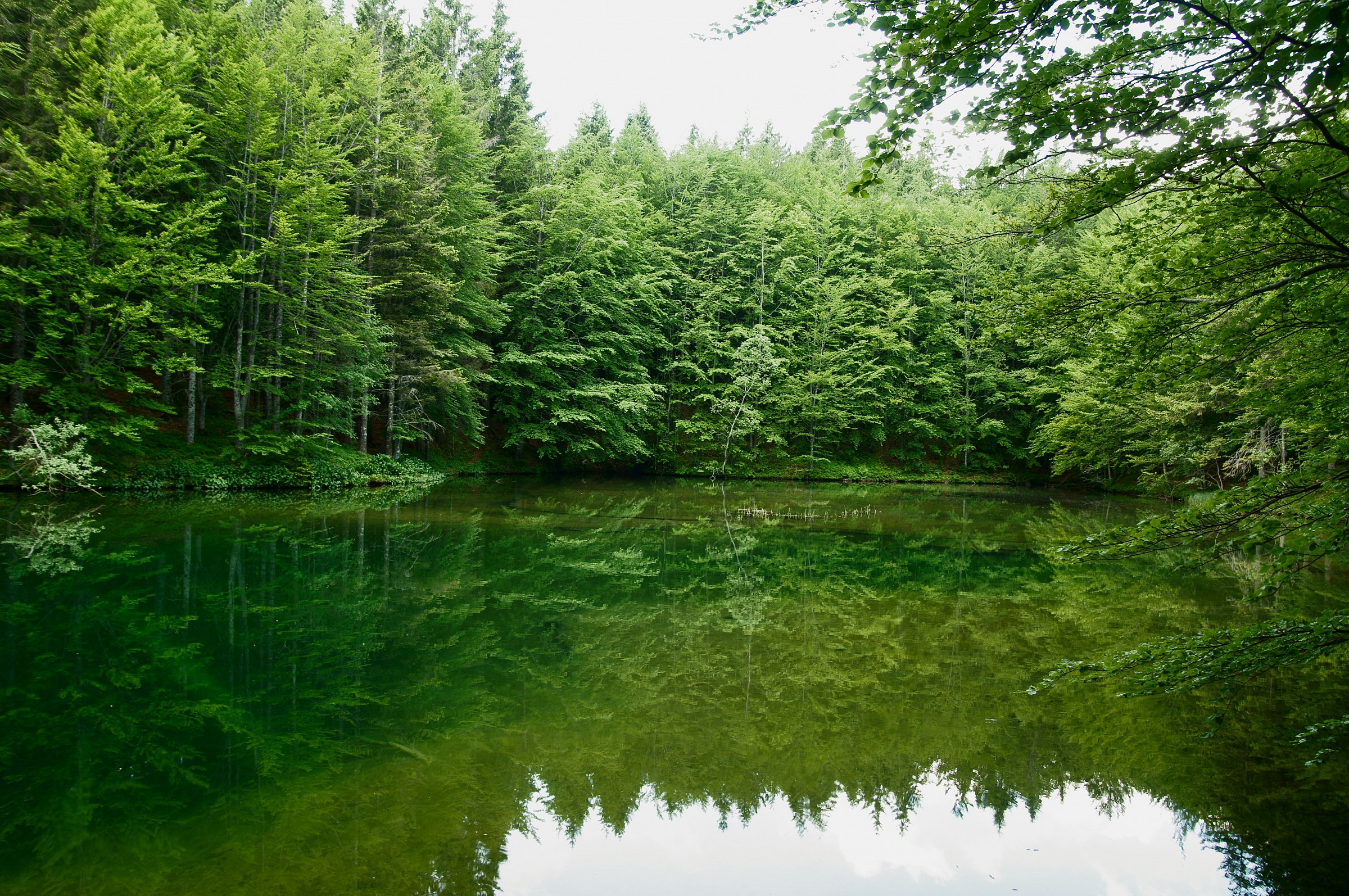 lake-forest of fir trees of the lame-Rezzoaglio