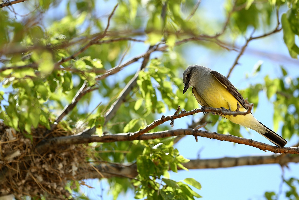 Kingbird occidentale dal suo nido