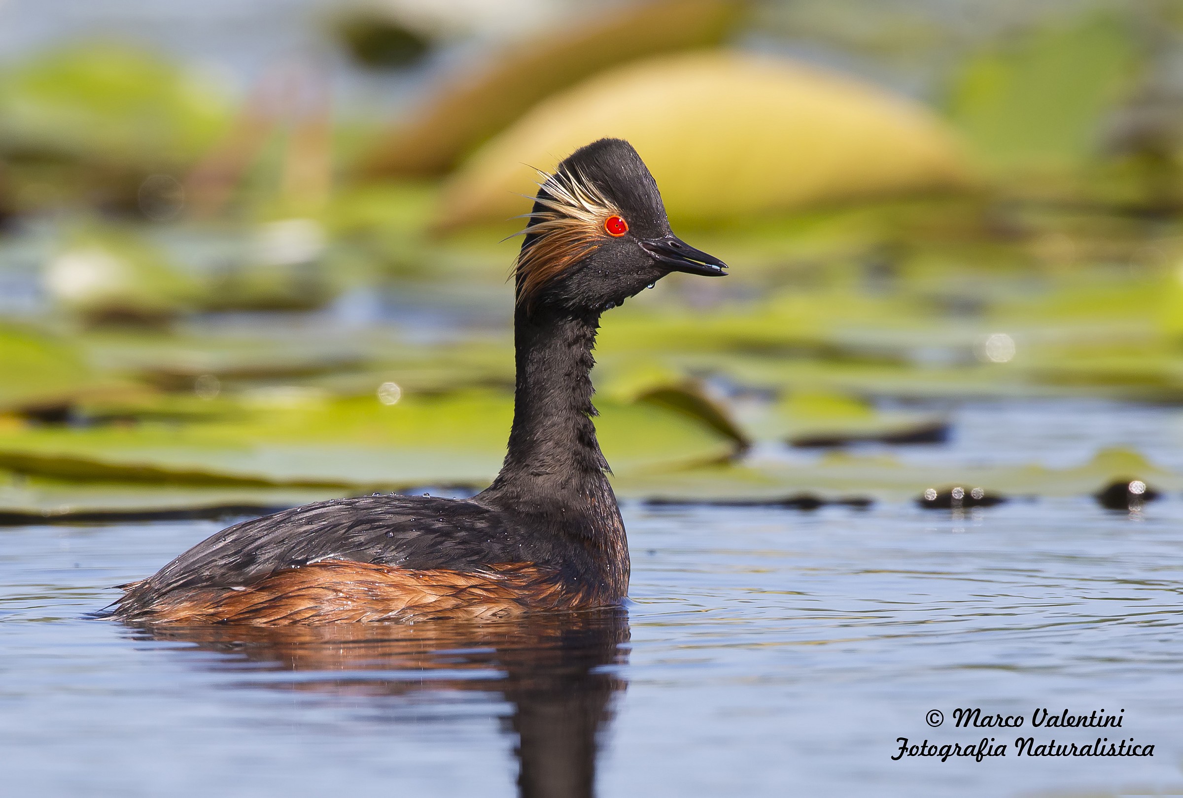 Svasso piccolo portrait