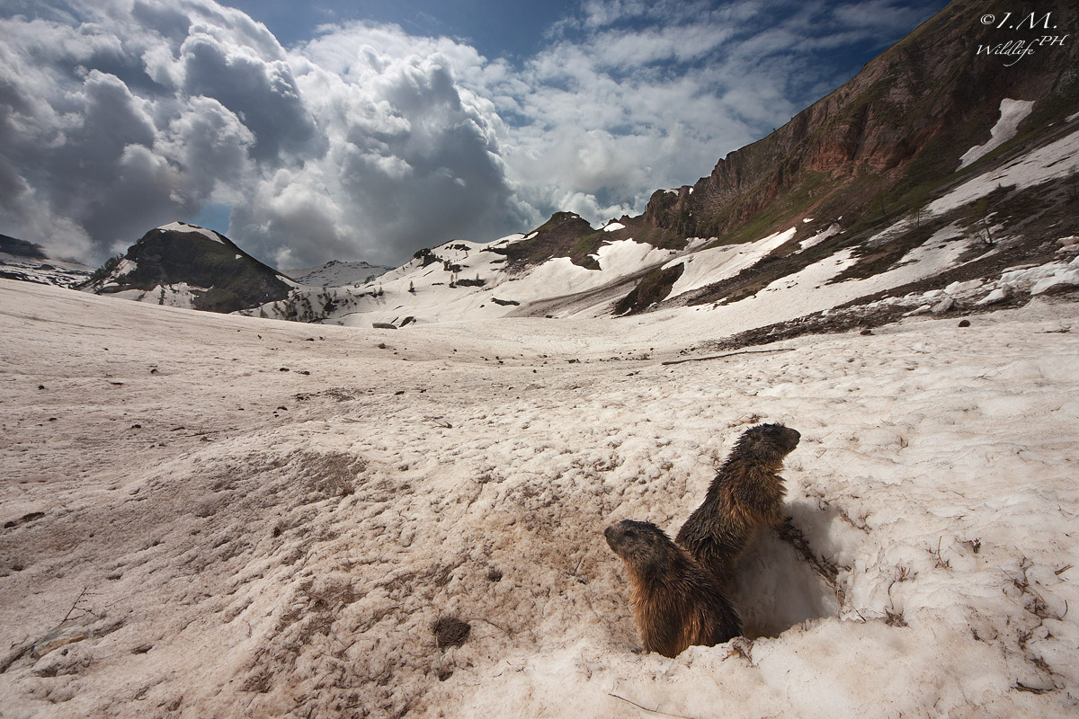 Il risveglio delle marmotte