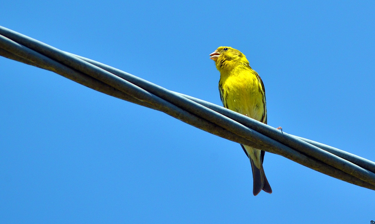 verzellino maschio.grazieeeeee