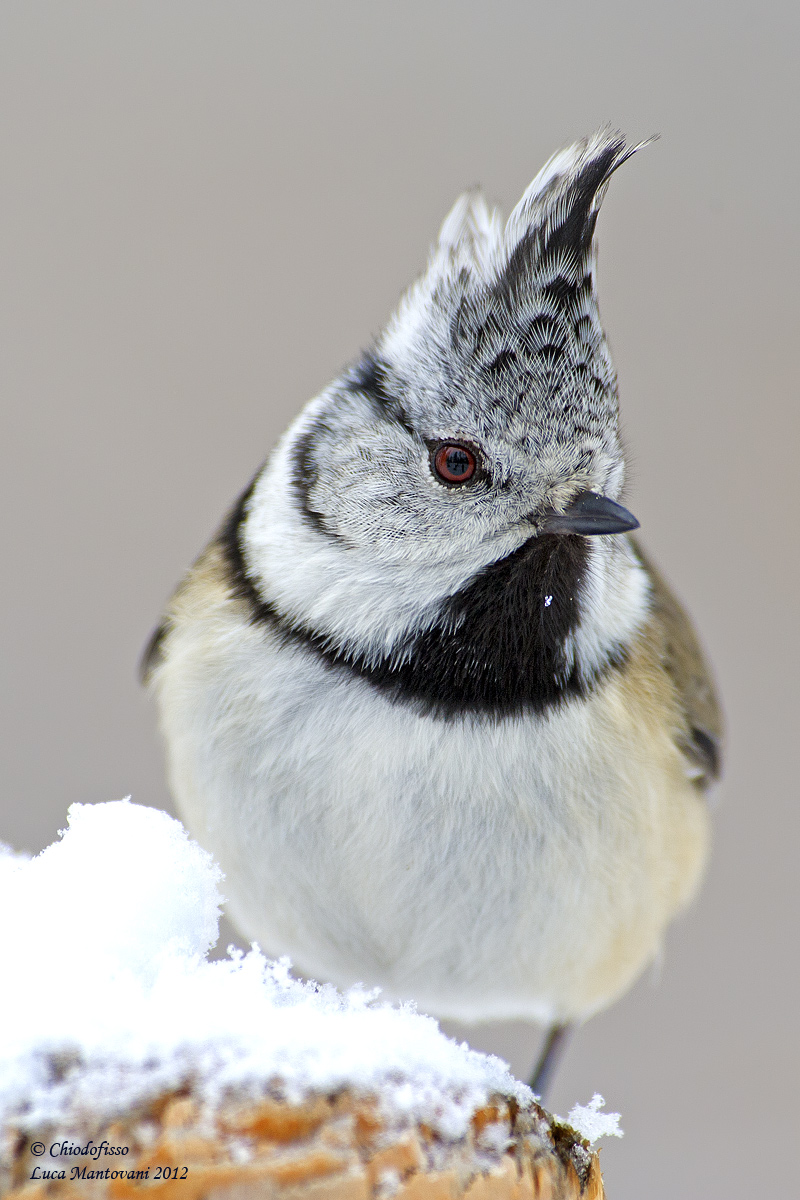 Crested Tit