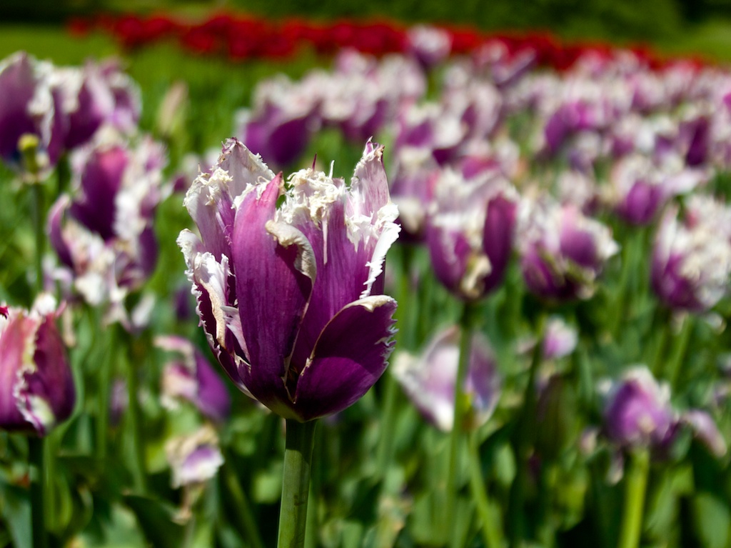 particolare parco di Sigurtà