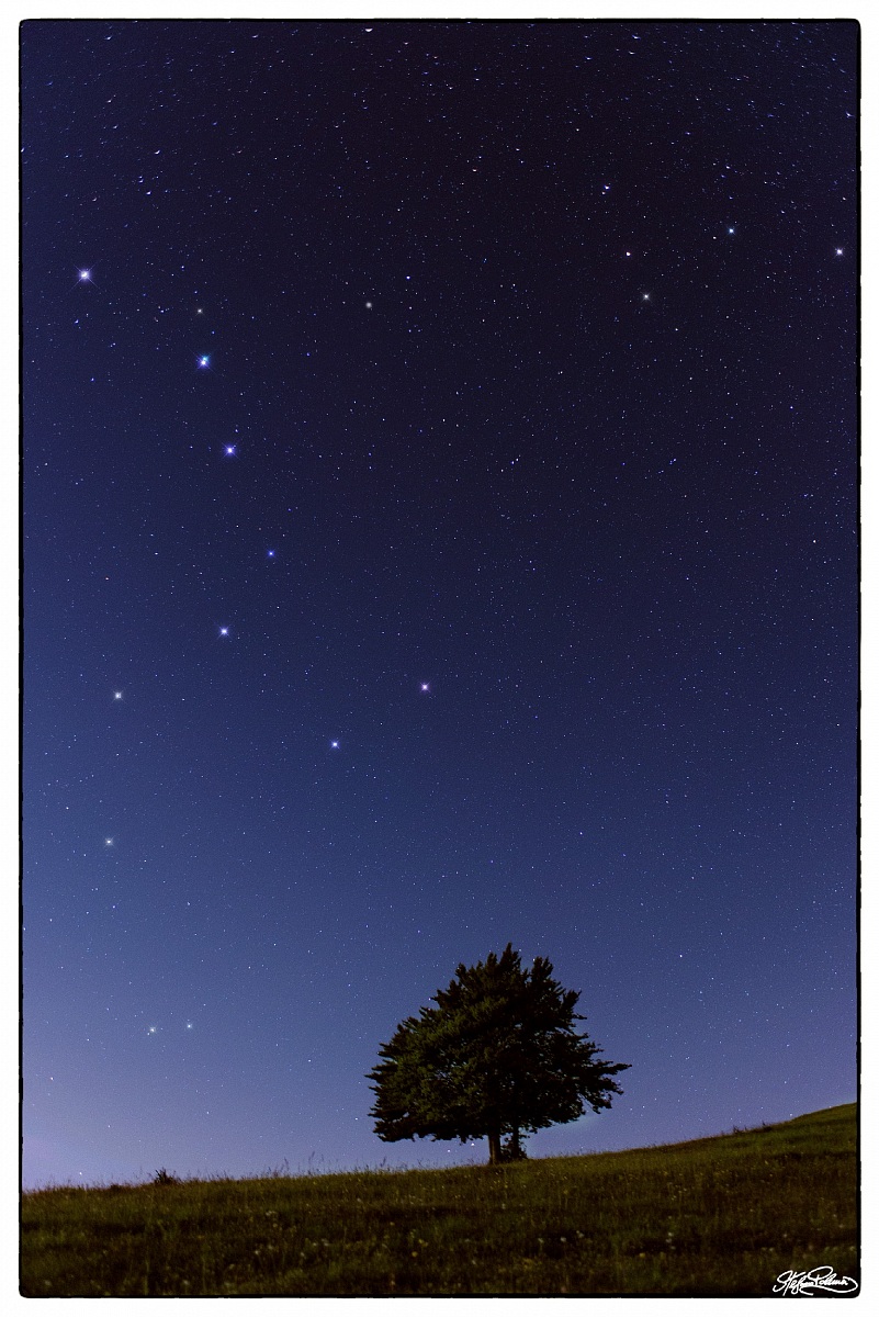 The tree and the bear