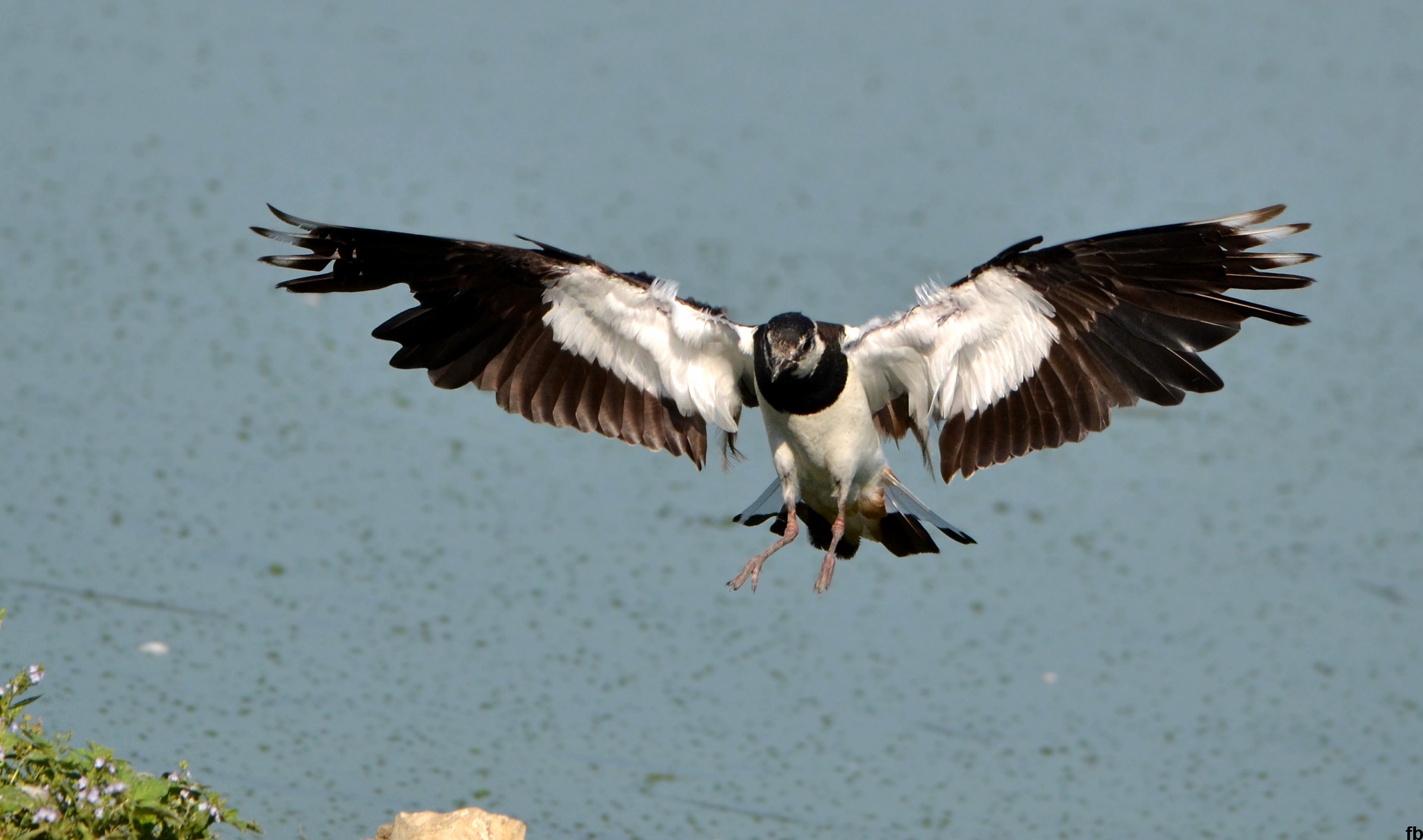 atterraggio della pavoncella