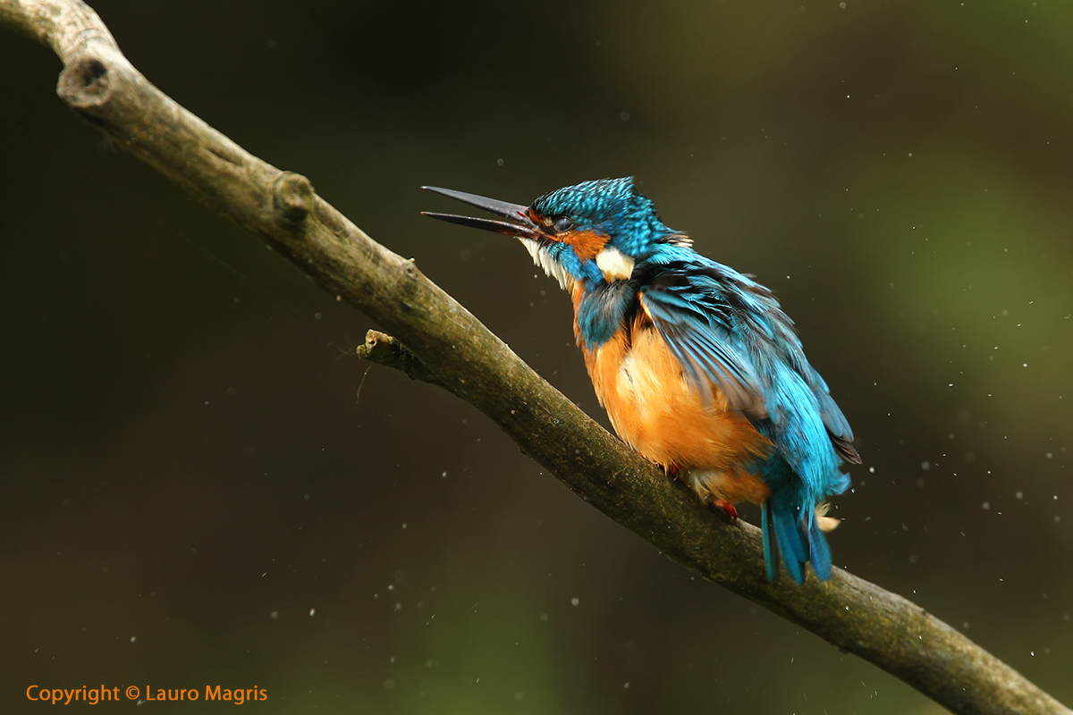 Sgrullo sotto la pioggia