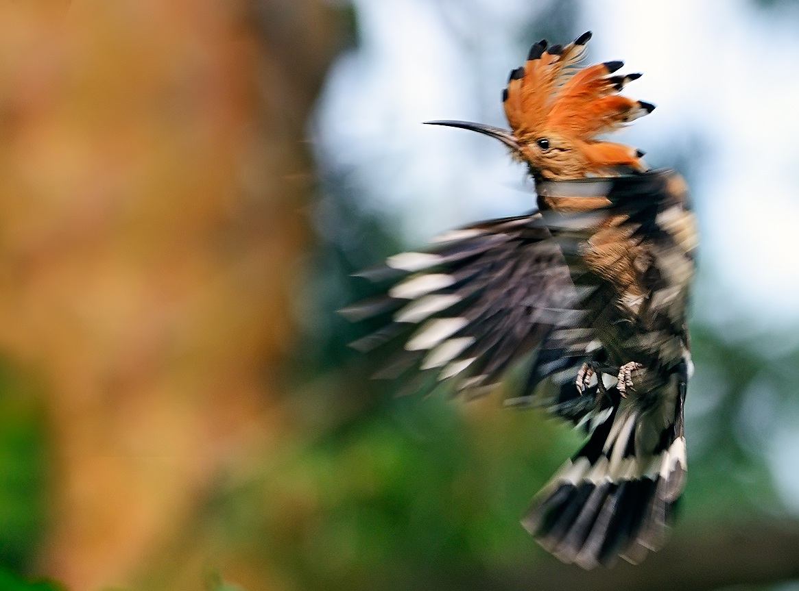 Hoopoe in motion