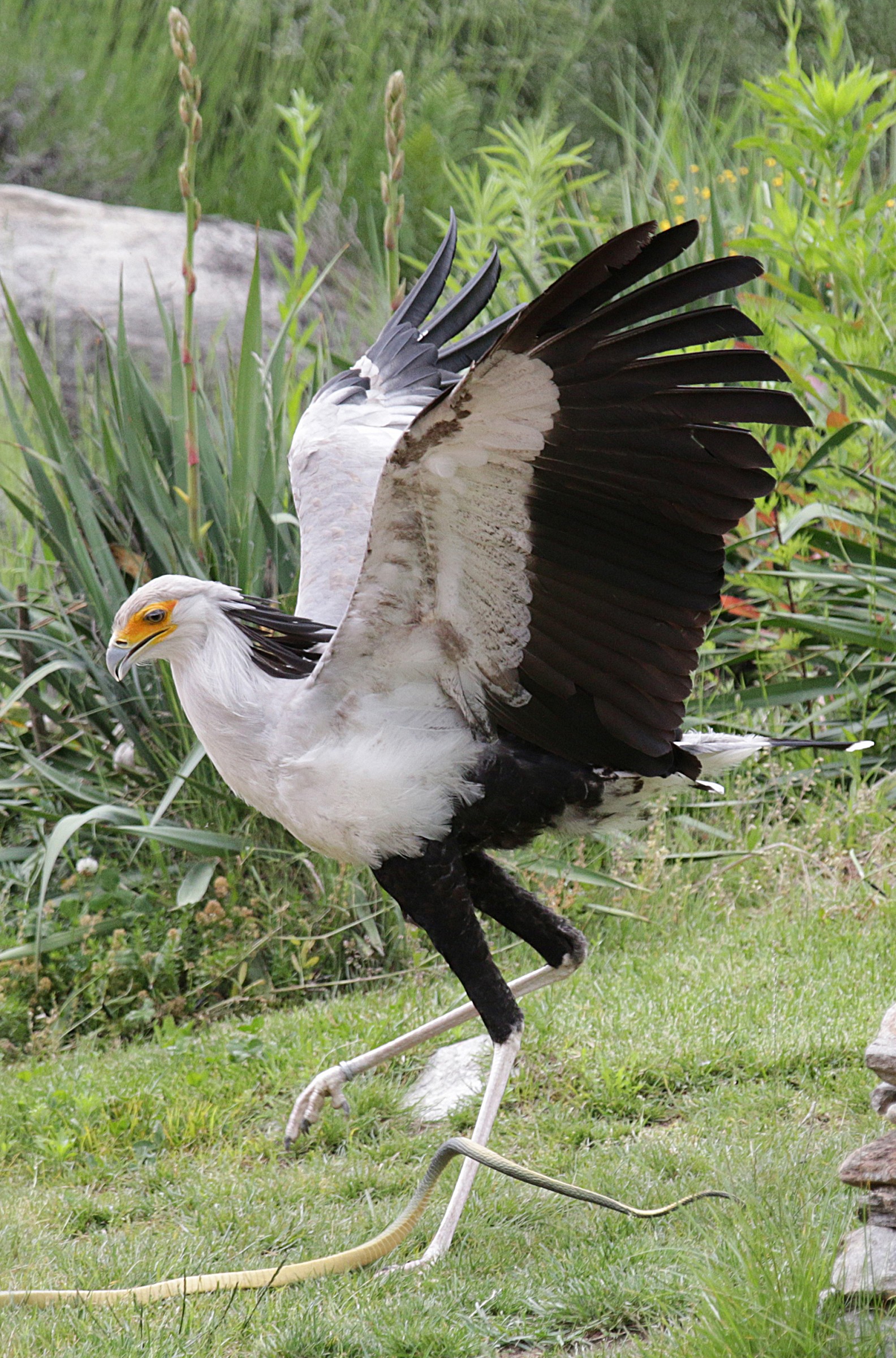 Sagittarius Serpentarius