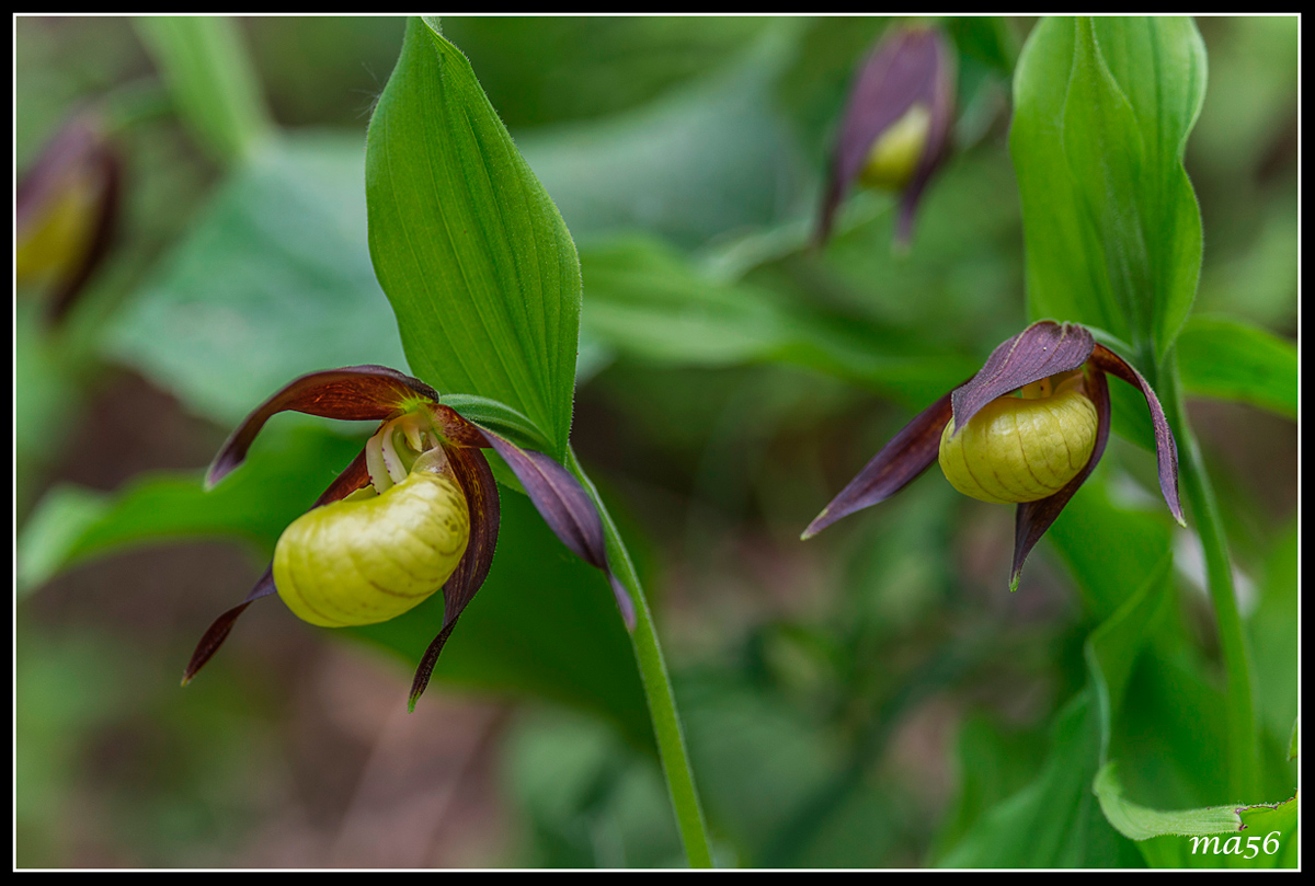 Lady's Slipper