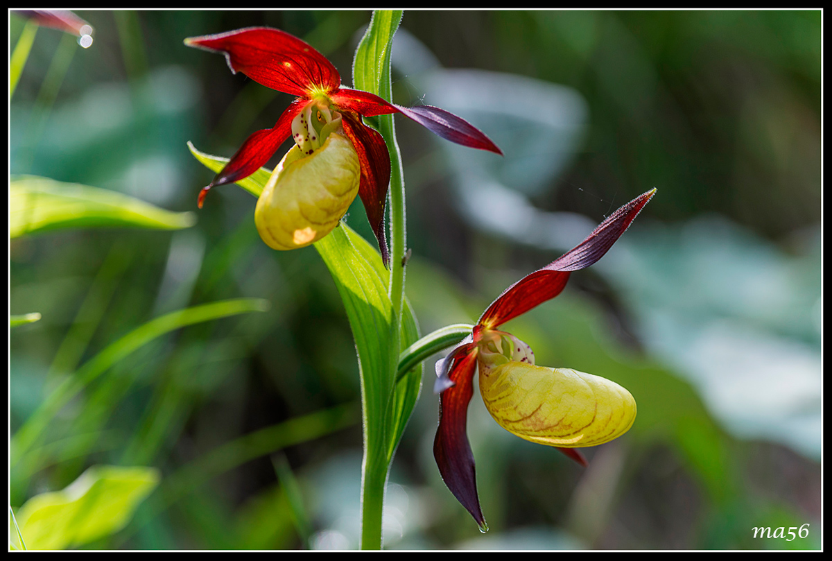 Lady's Slipper