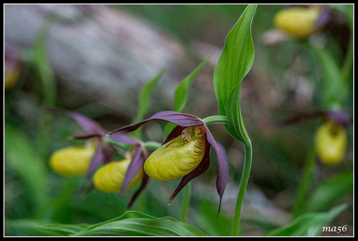 Lady's Slipper
