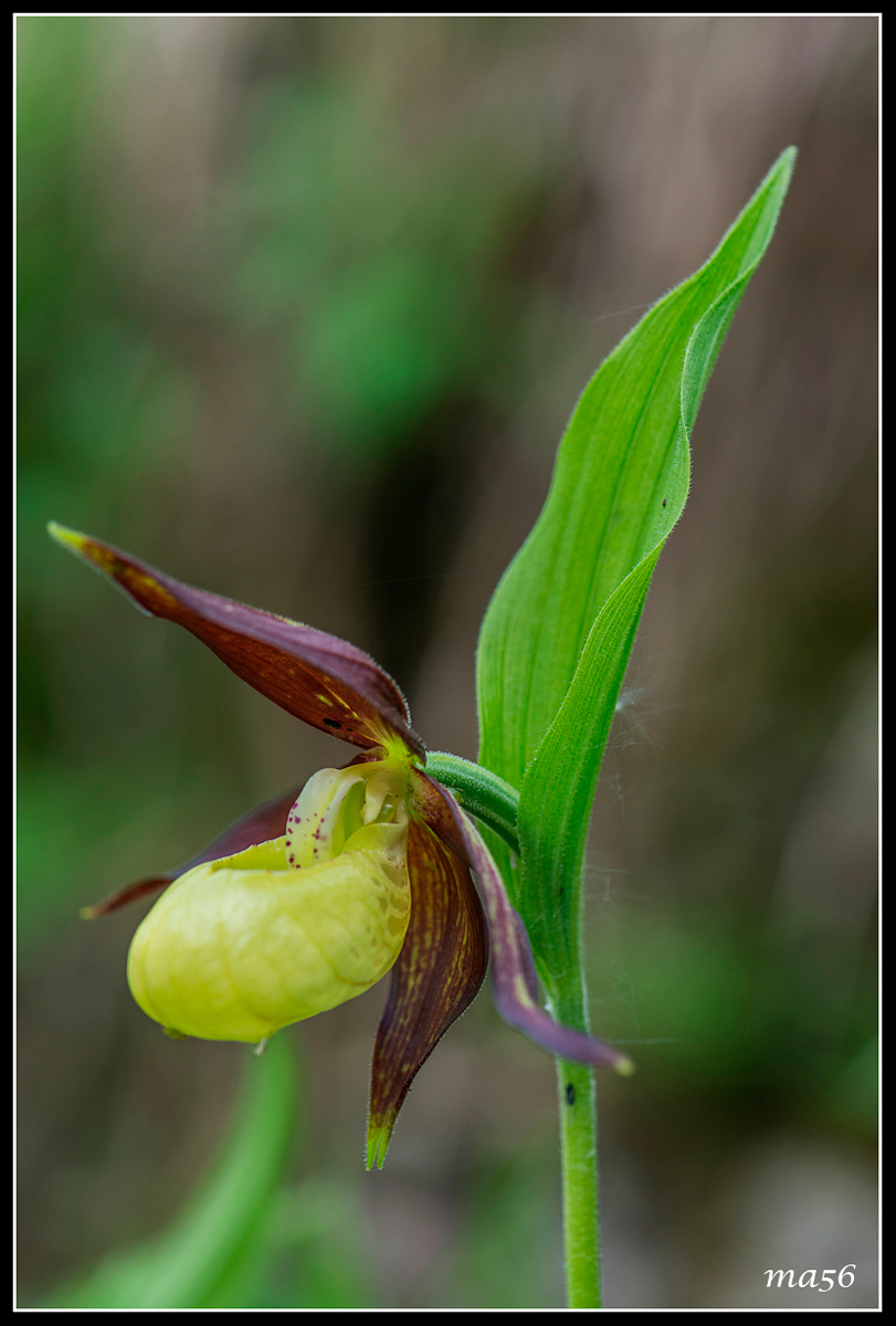 Lady's Slipper