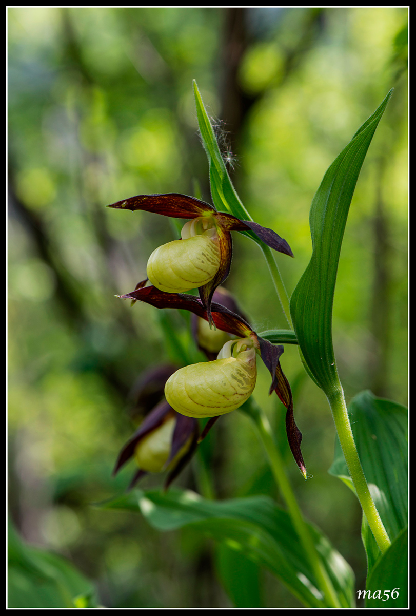 Lady's Slipper