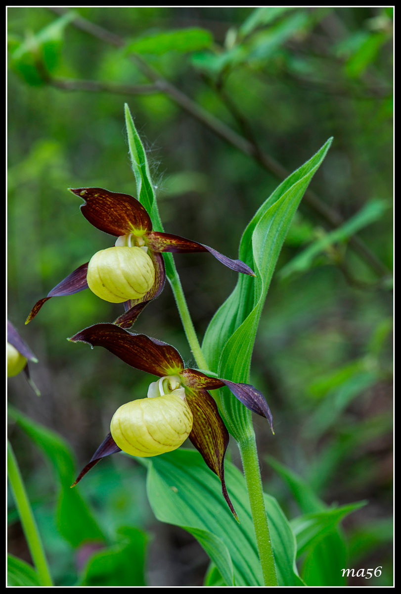 Lady's Slipper