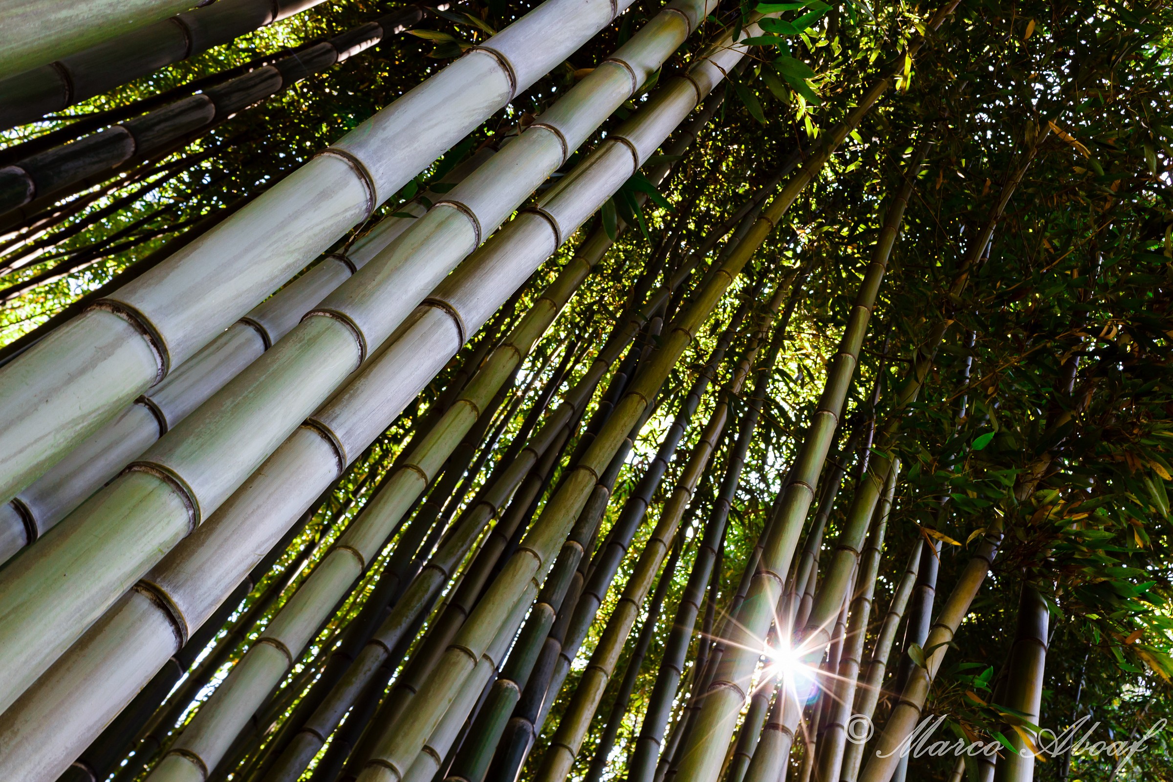Bamboo