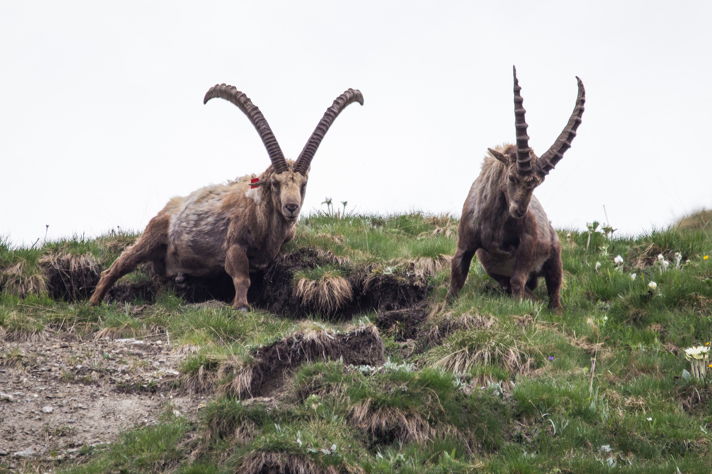 Il capostipite ed il capobranco