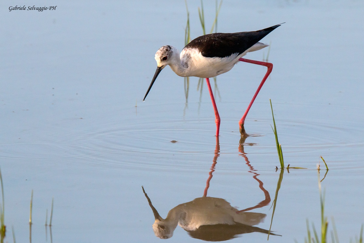 cavaliere specchiato