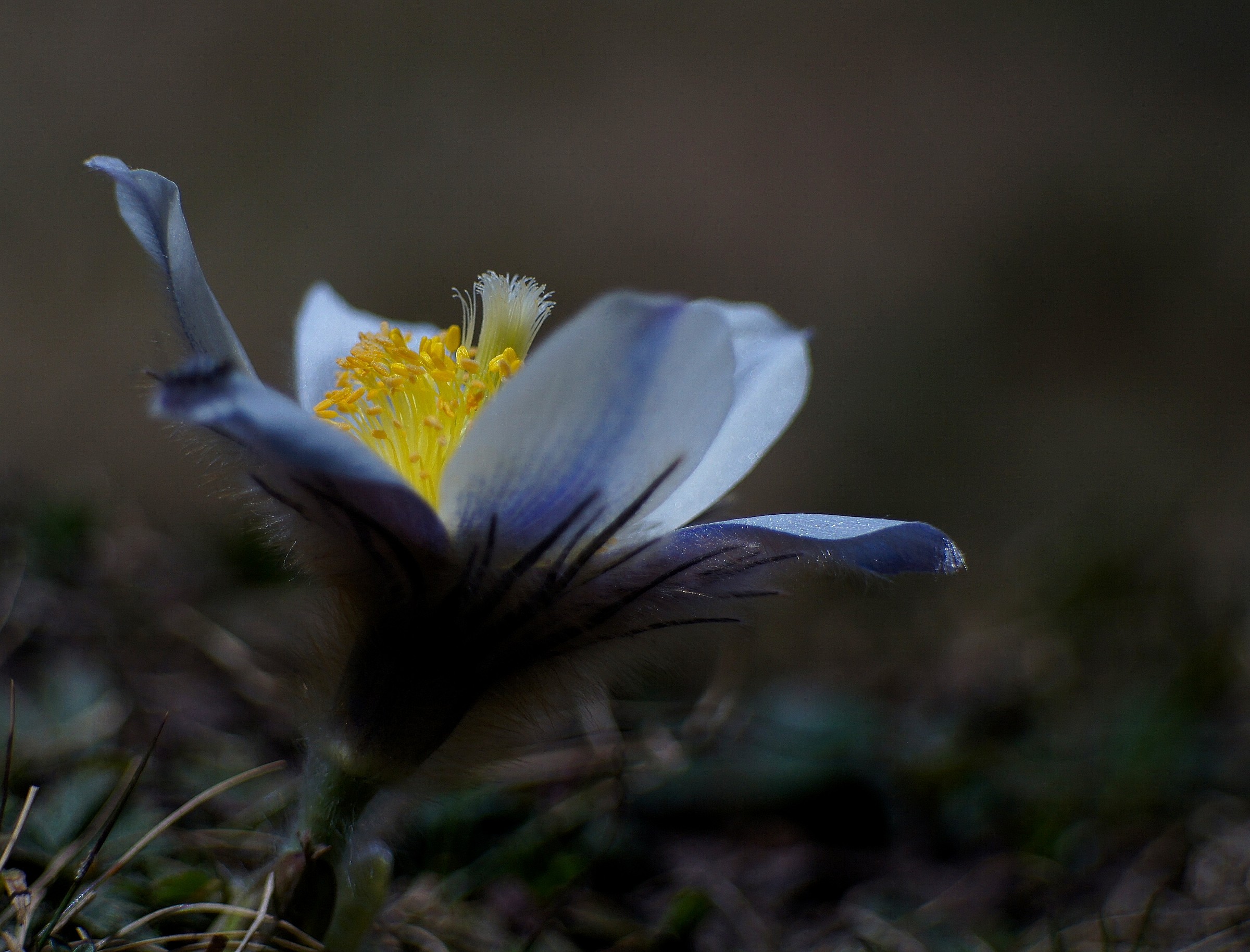 Pulsatilla alpina