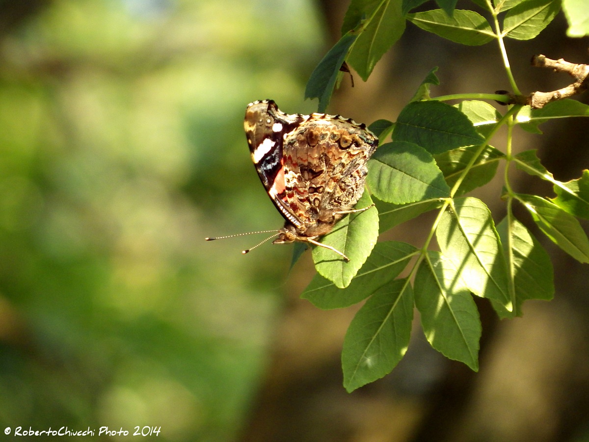 Vanessa Atalanta