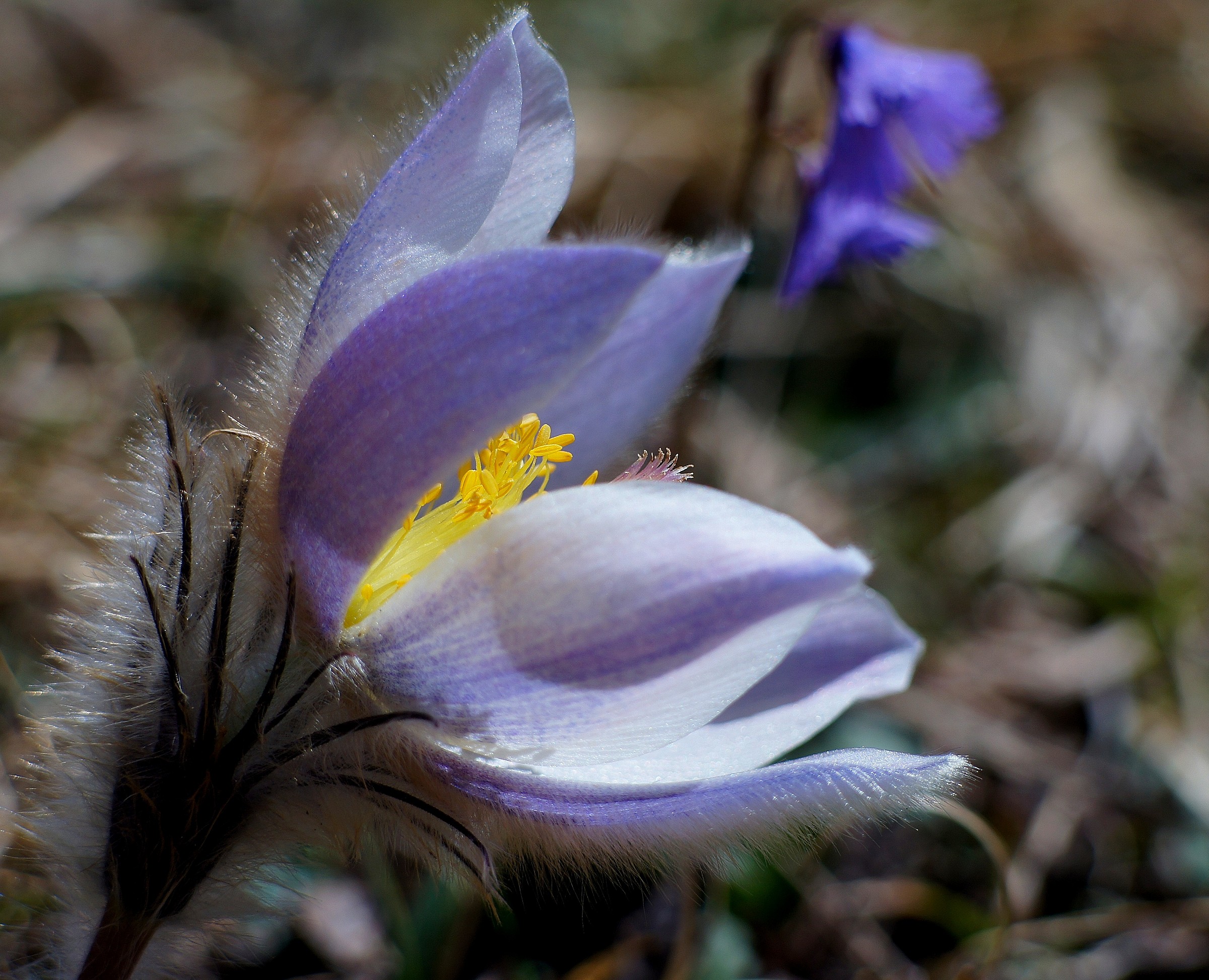Pulsatilla alpina 6