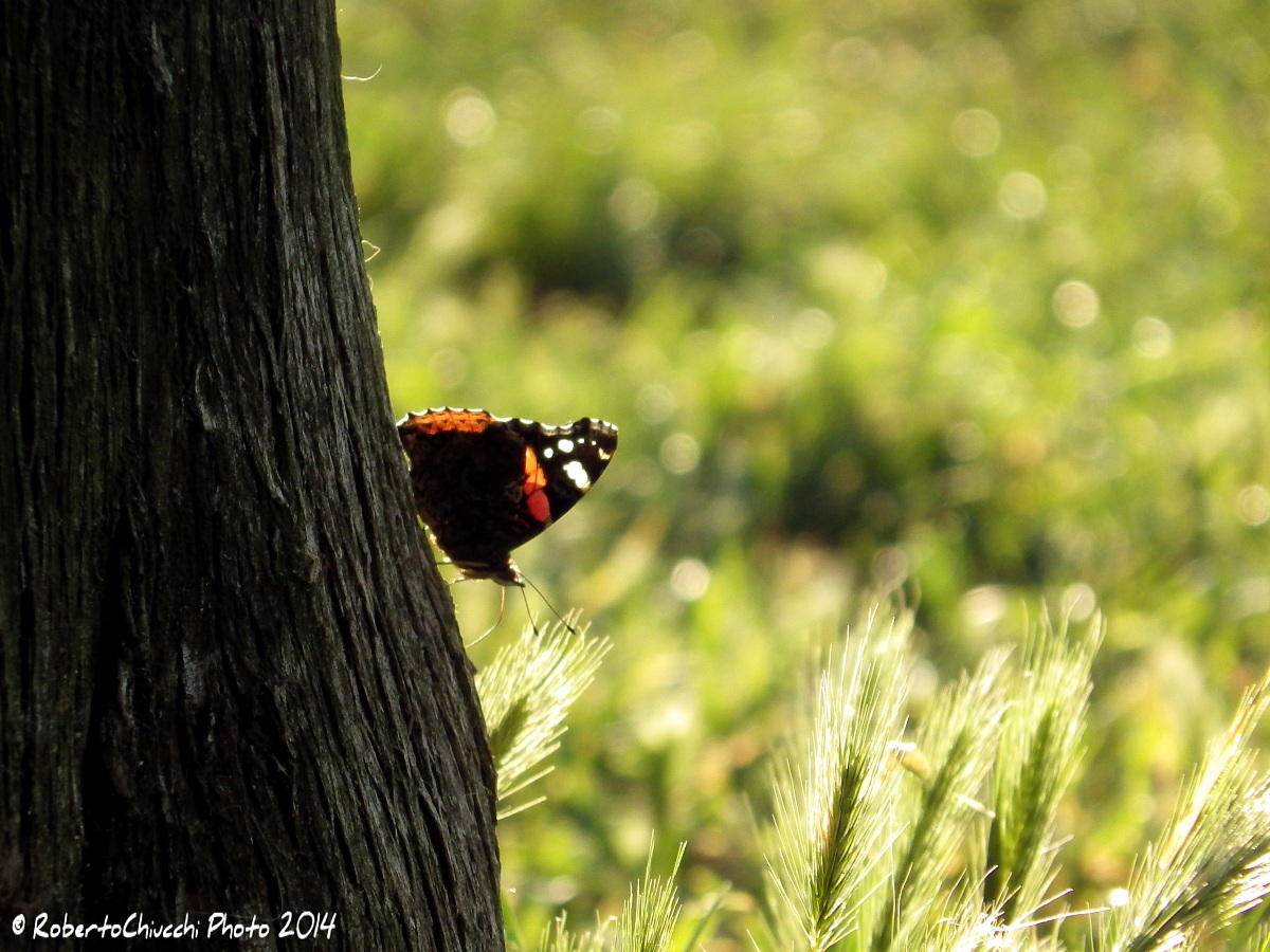 Vanessa Atalanta in controluce