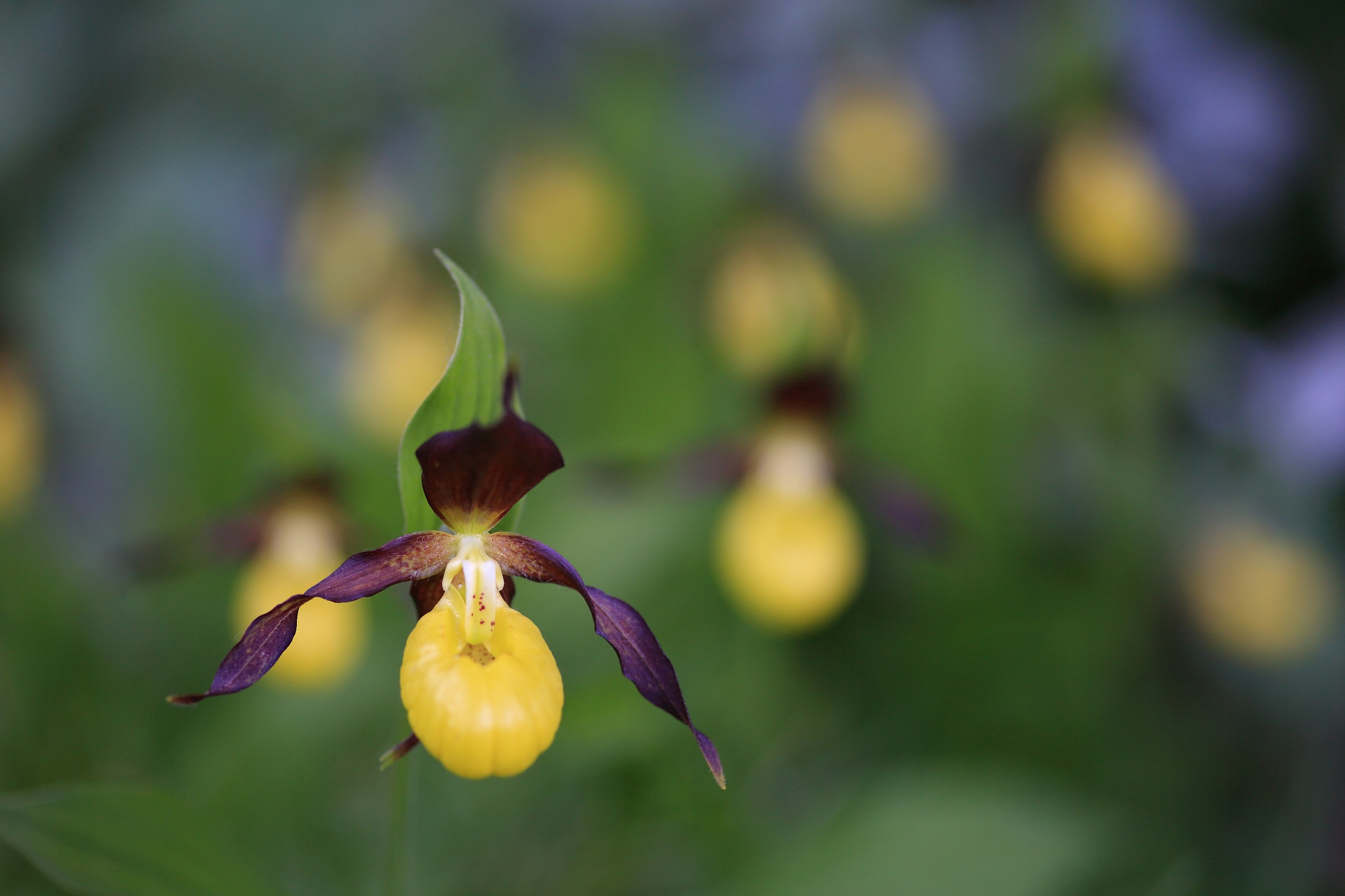 Cypripedium calceolus