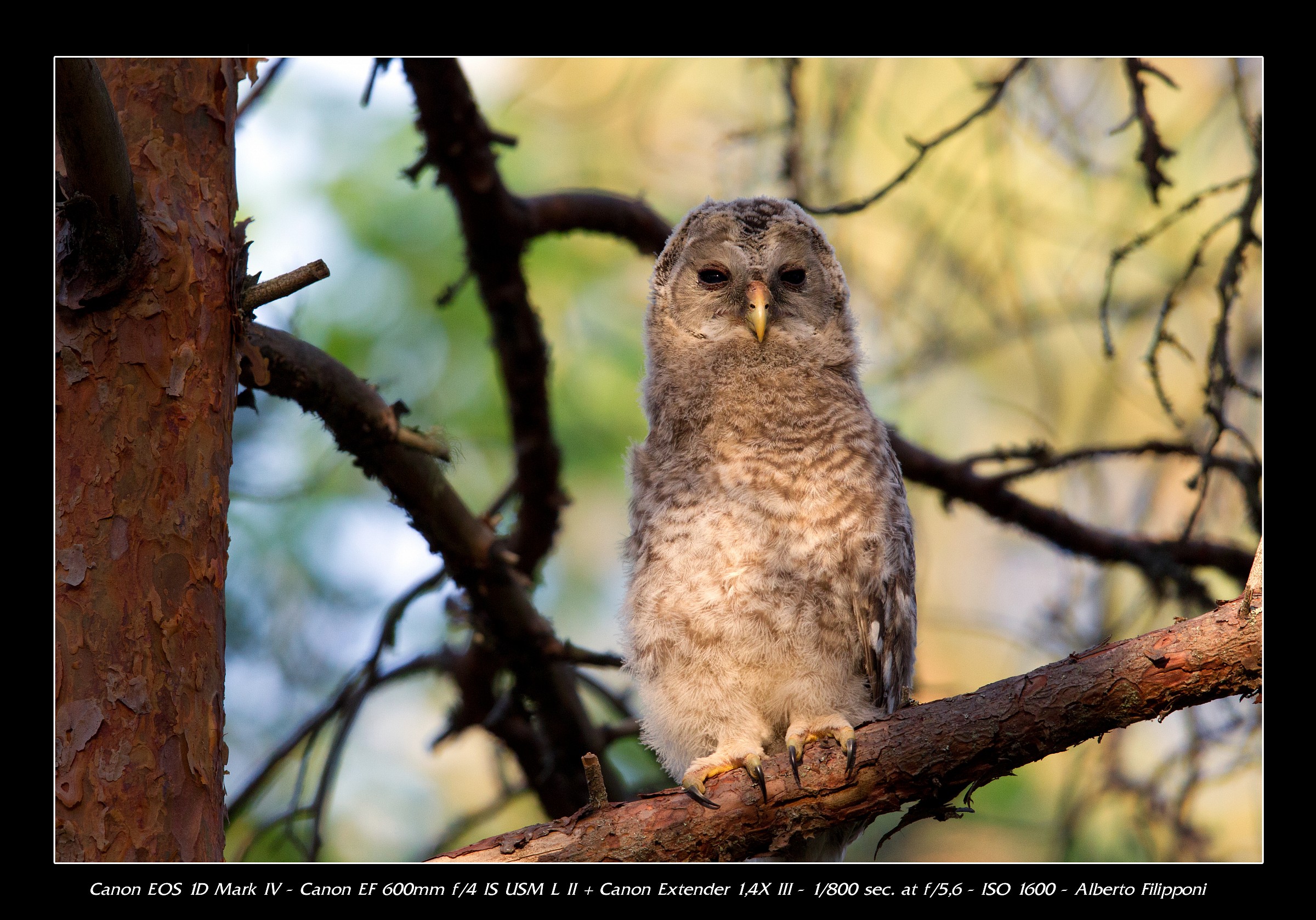 Giovane Allocco degli Urali