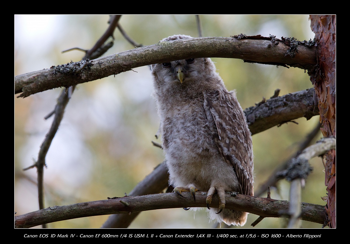 Giovane Allocco degli Urali