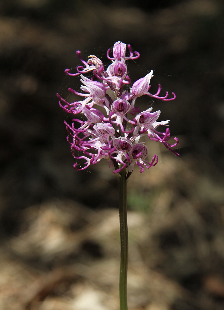 orchidea spontania (orchis simia)