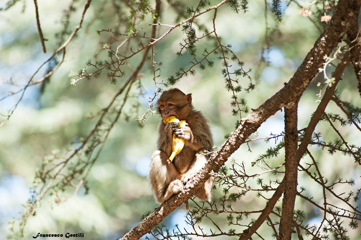 Monkey Forest of the Cedars