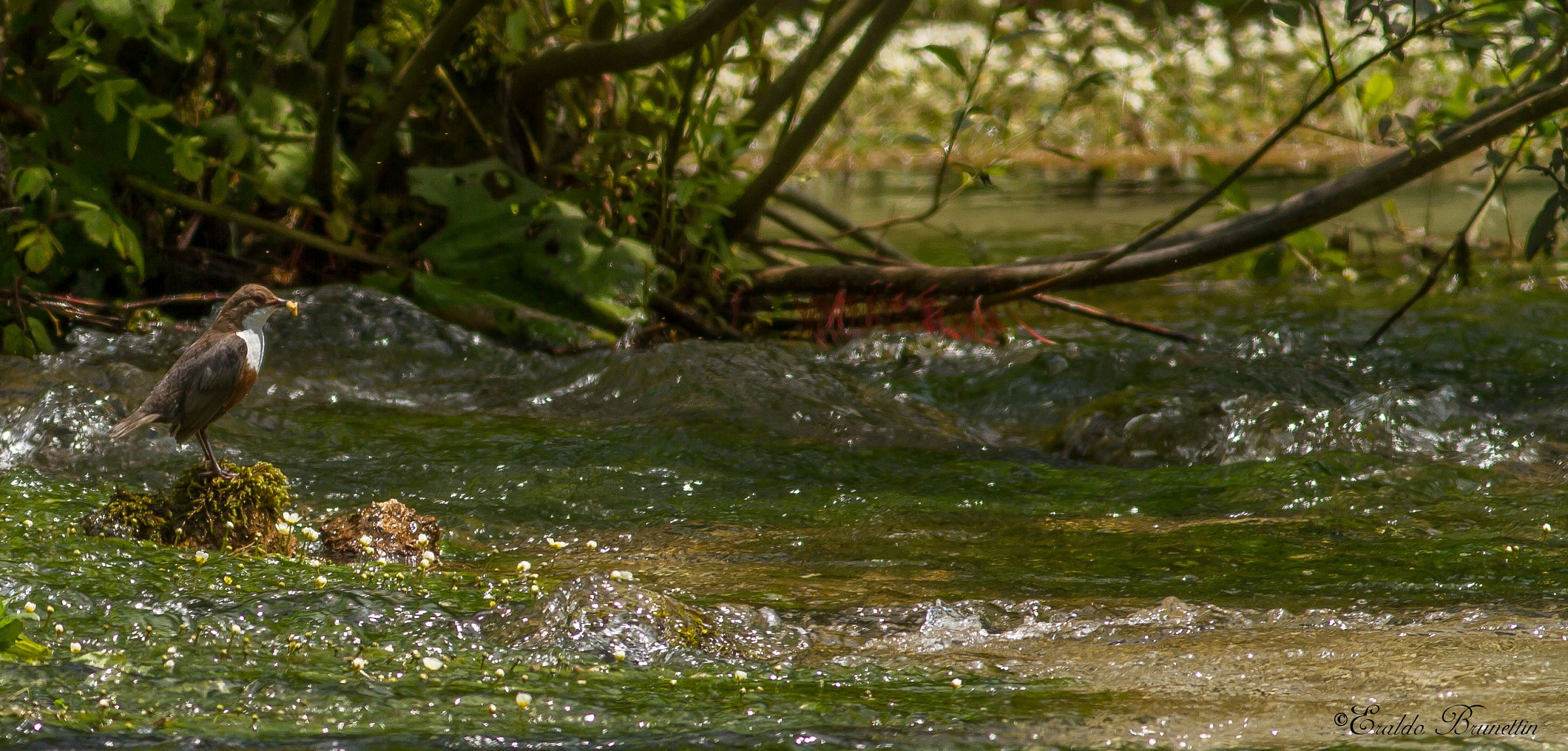 Dipper (Cinclus cinclus)