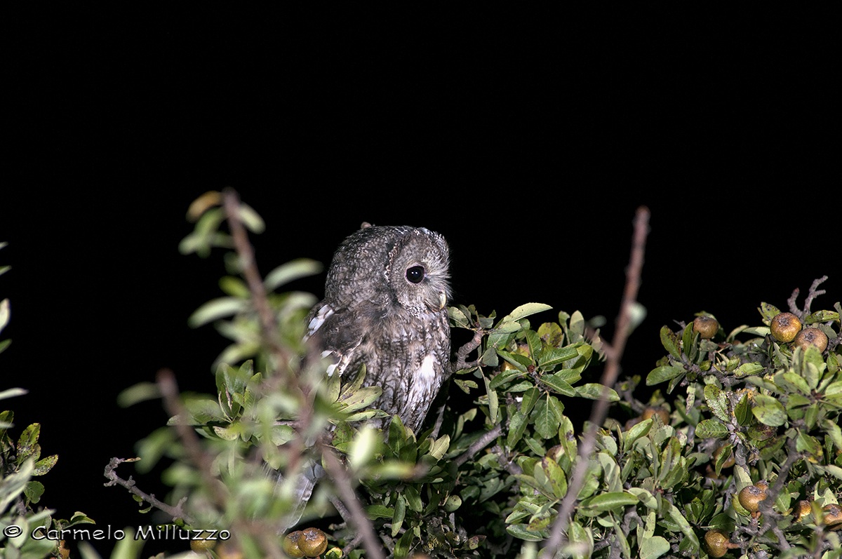 Strix aluco  Allocco