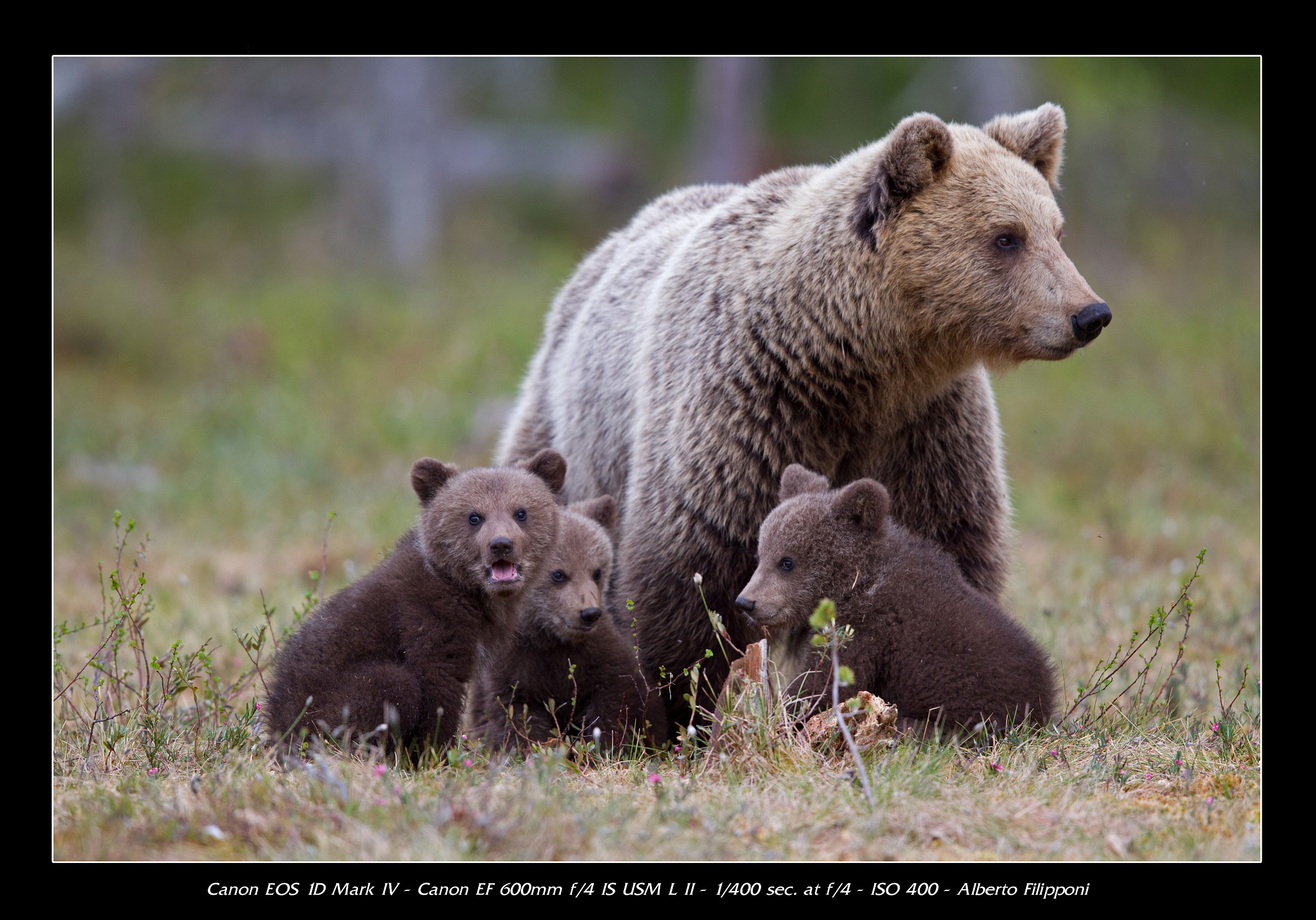 Mamma e piccoli