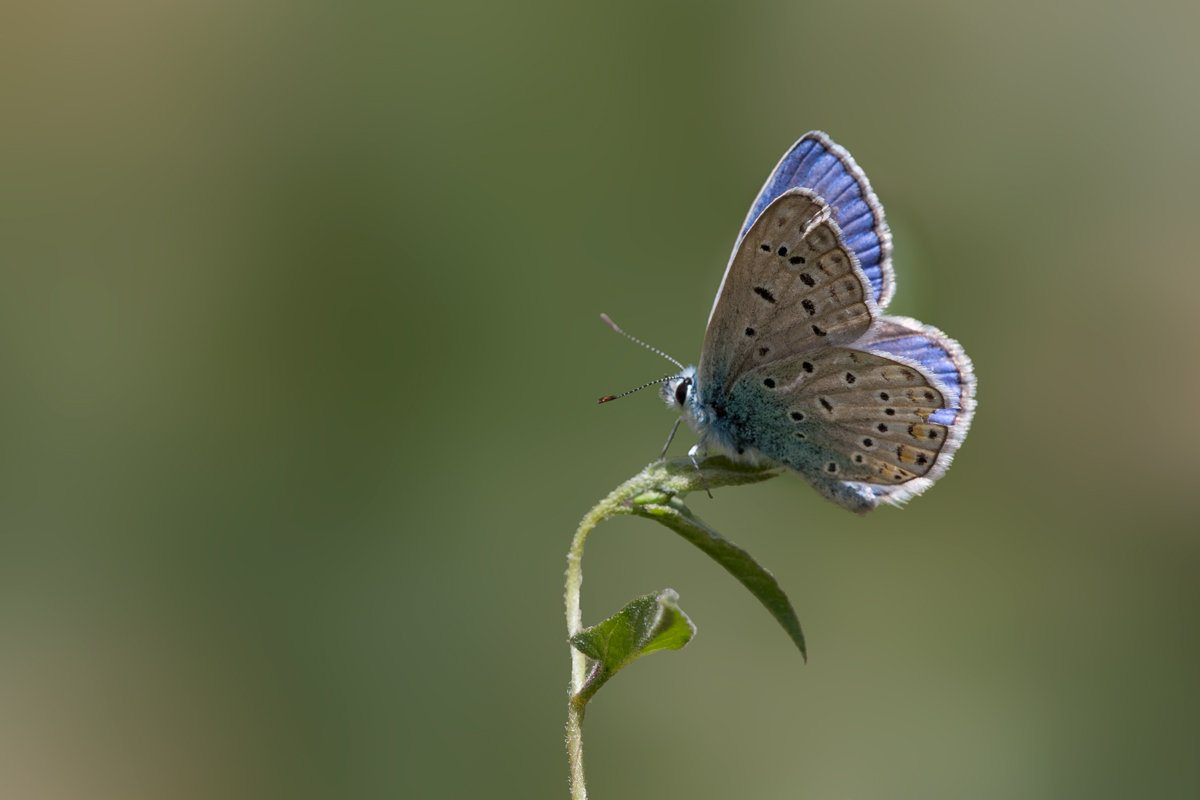 Cheshmeh Mishi - sisakht - Iran