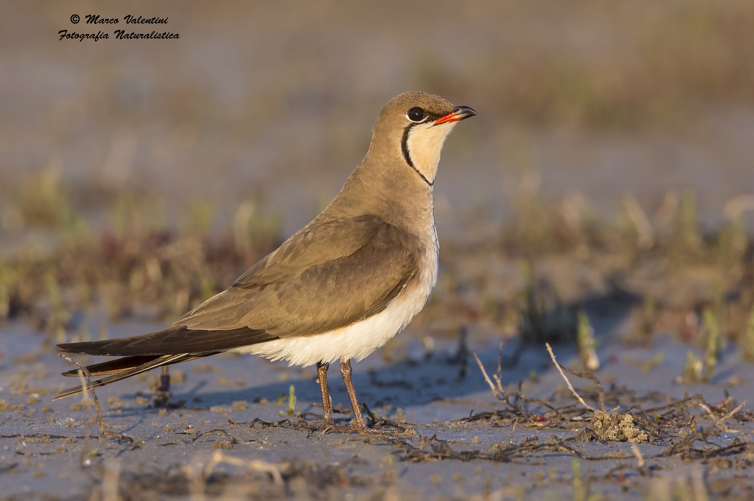 Pernice di mare al tramonto