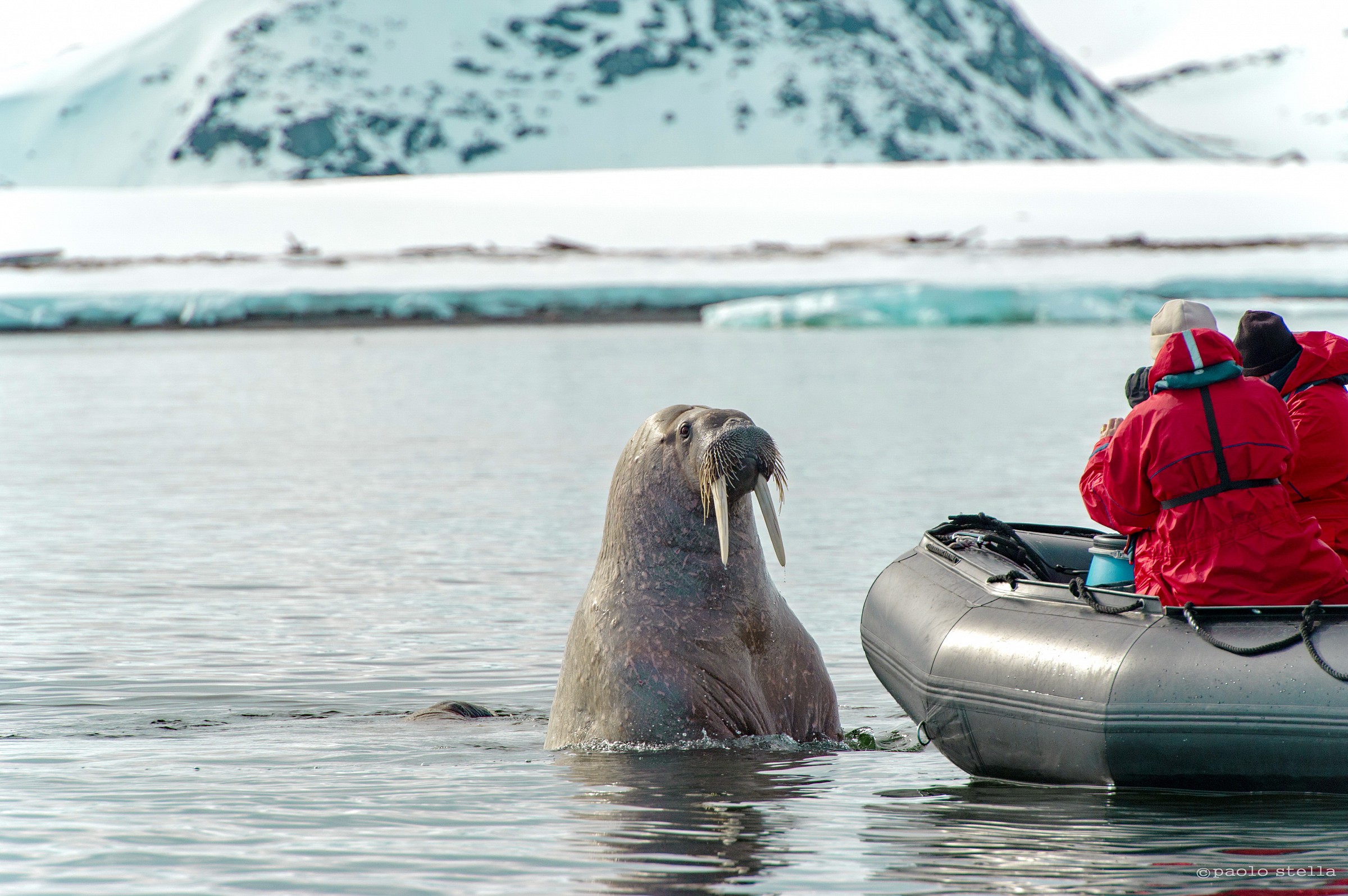 close encounter with a walrus