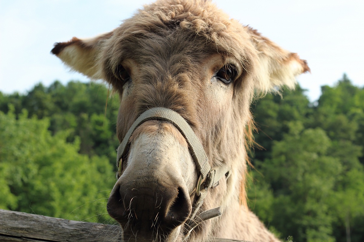Cute donkey