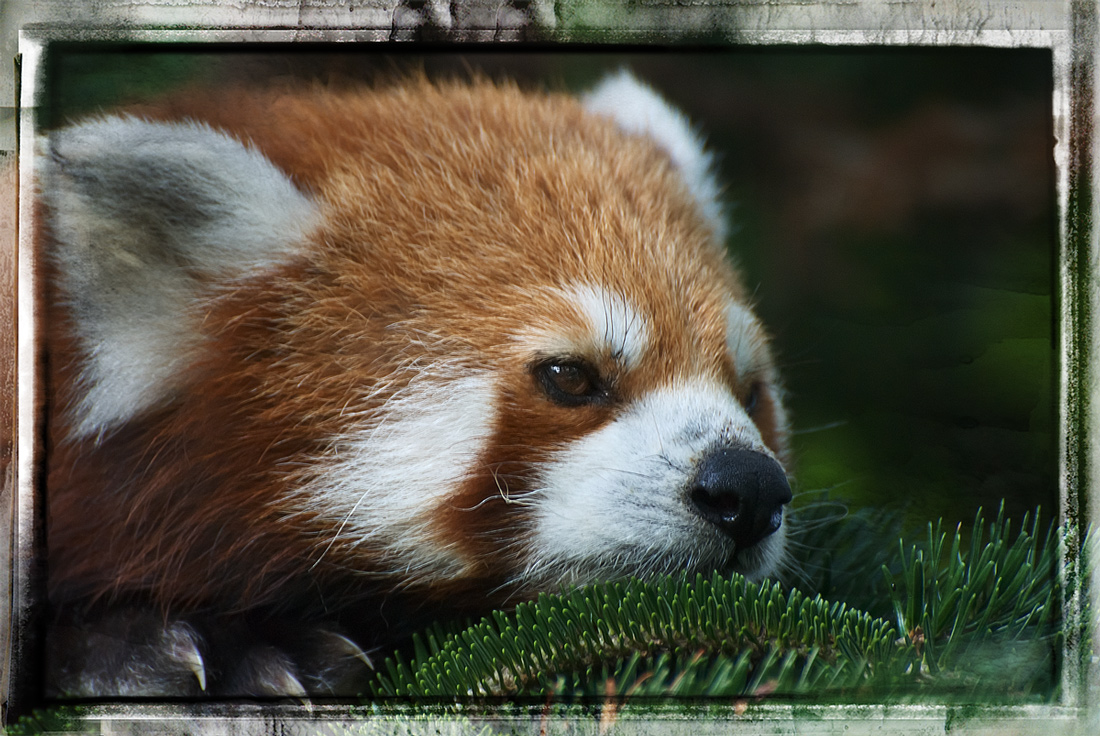 Red panda.