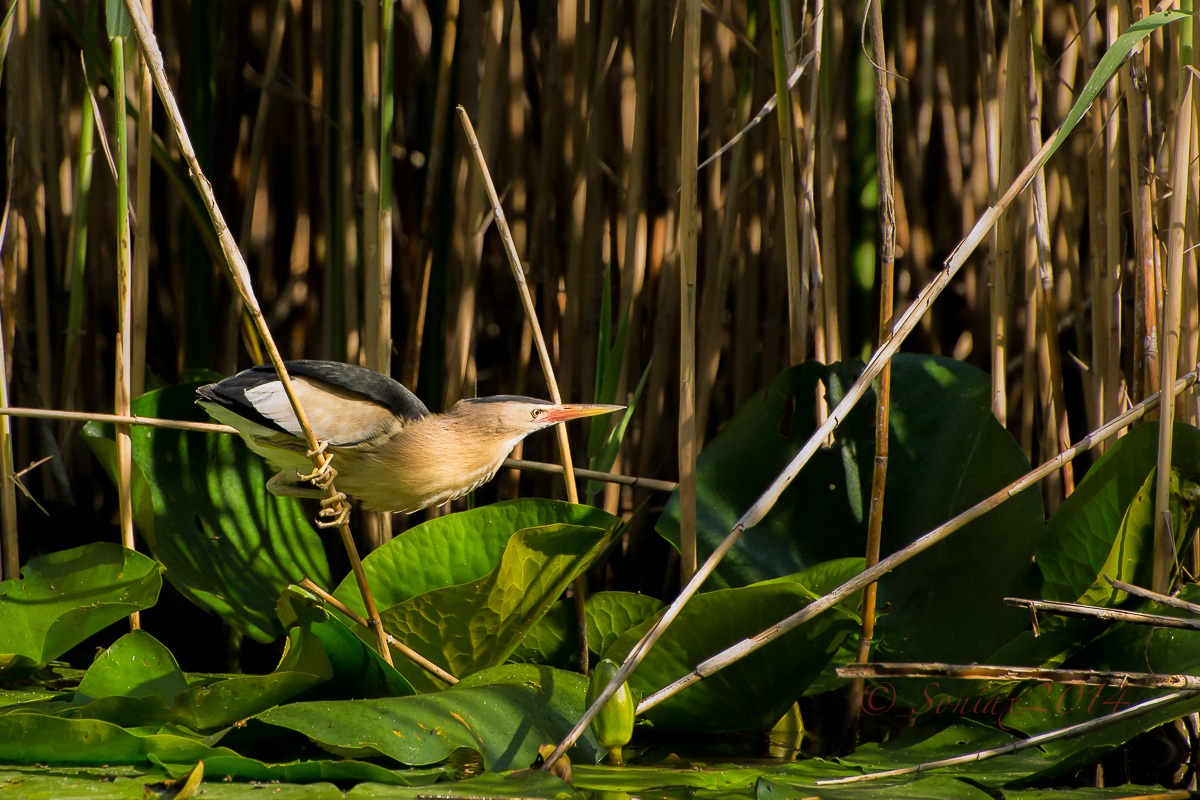 Bittern