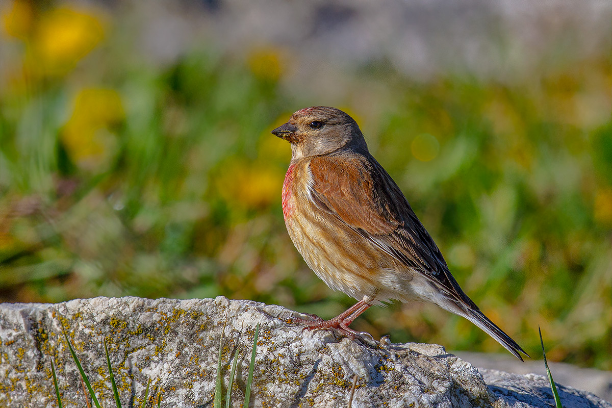 Linnet male