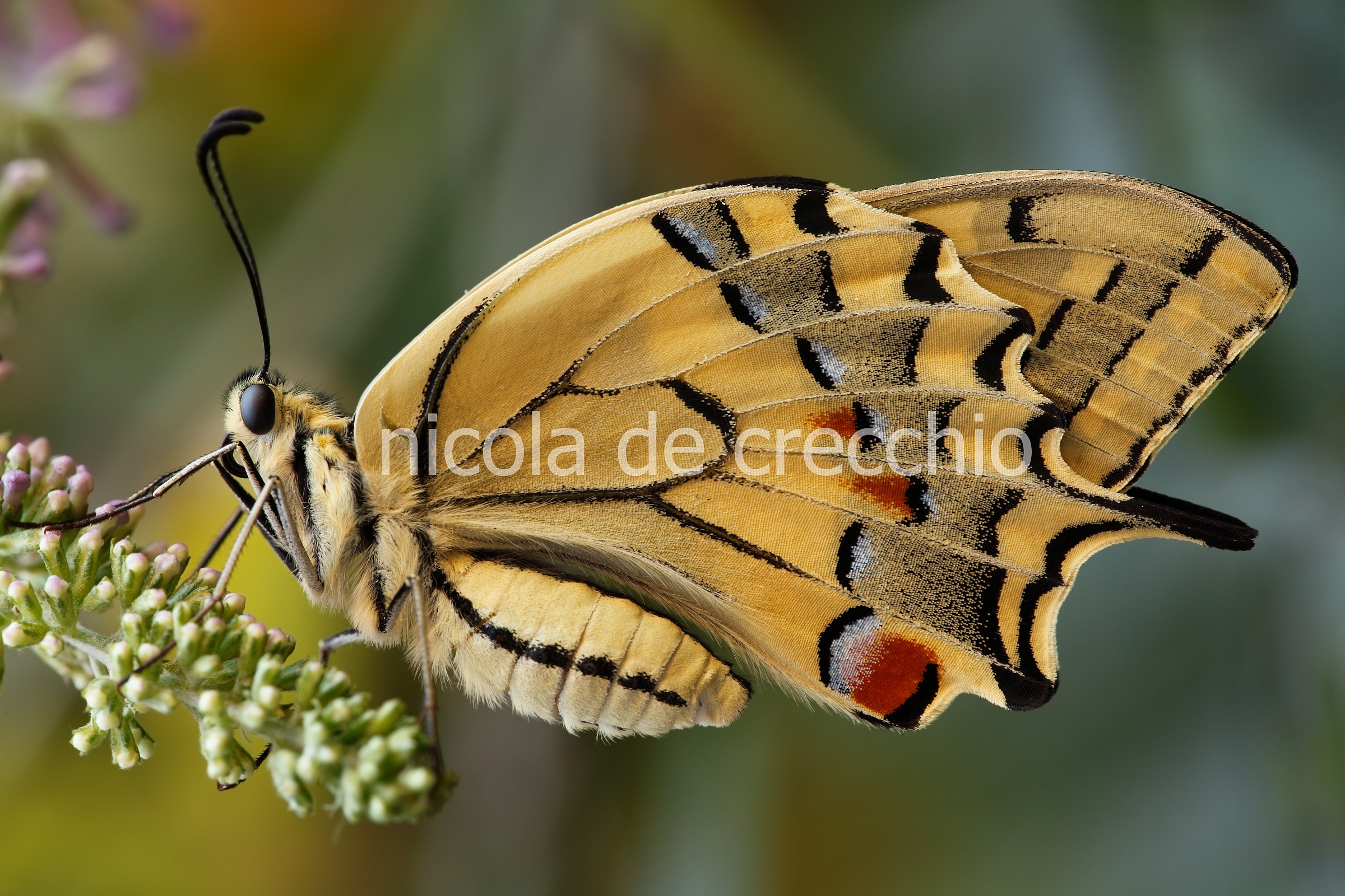 Machaon Full Frame!